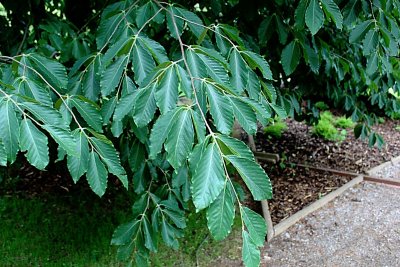 Fagus orientalis - buk východní - část větve